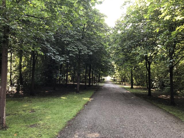 Die noch junge Kastanienallee im Schlosspark Kottingbrunn hat sich wegen Pilzbefalls gelichtet. Jetzt sollen selbst gezüchtete Kastanien die Lücken füllen und auch Ahornbäume nachgepflanzt werden. | Foto: stockmann