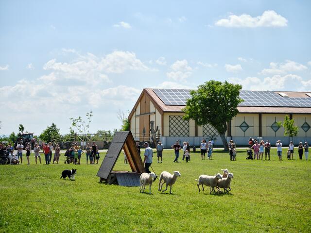 Die Tiers am Bio-Landgut, wie hier die Schafe, waren ein Highlight für die jüngsten Gäste. | Foto: Michael Pinzolits