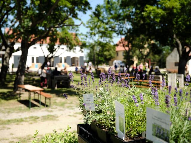 Foto: Michael Pinzolits