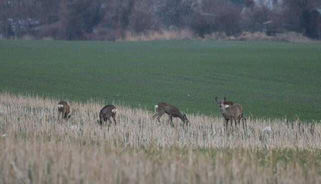 Die Rehe haben hier wohl keine langfristige Zukunft. | Foto: Hirschstetten retten