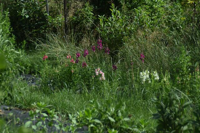 Löwenmäulchen im Nasch- und Nützlings-Garten | Foto: Katrin Pirzl
