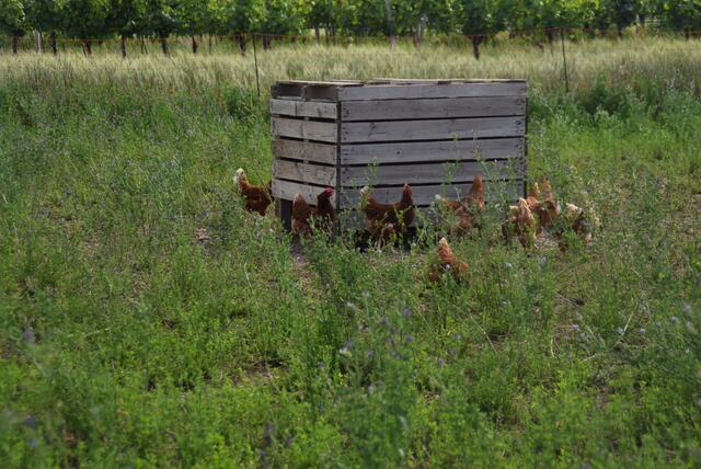 Glückliche Bio-Hendl brauchen auch Unterschlupf-Möglichkeiten. | Foto: Katrin Pirzl