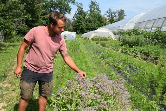 Auch essbare Blüten gedeihen prächtig. | Foto: Katrin Pirzl