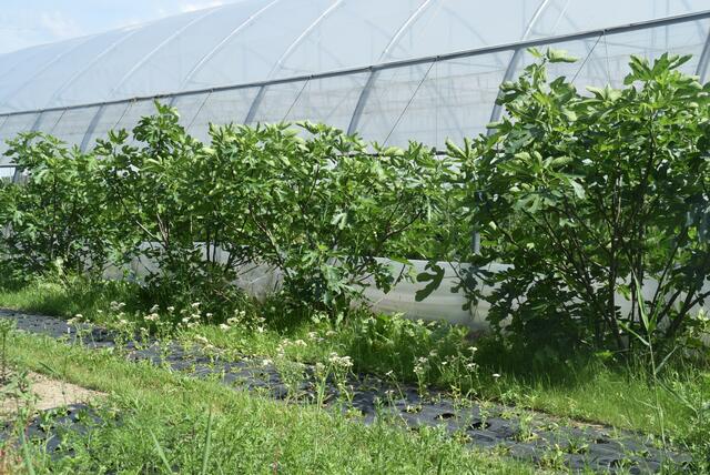 Die Feigenbäume flankieren die Folientunnel für die Tomaten- und Paprikapflanzen. | Foto: Katrin Pirzl