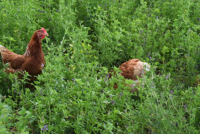 Im der dichten Vegetation sieht man die Hendln fast gar nicht. | Foto: Katrin Pirzl