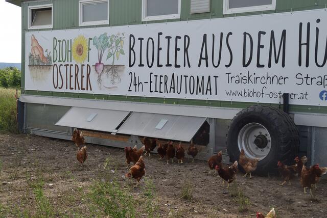 Der mobile Hühnerstall wird regelmäßig versetzt. So haben die Hendl immer frisches Grün zum Picken und Scharren. | Foto: Katrin Pirzl