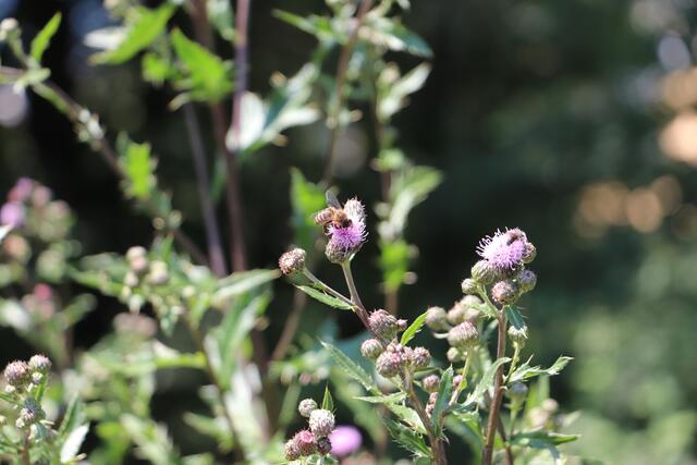 Bienen und Schmetterlinge sind schon da, für Radfahrer wird das neue Teilstück am 11. Juli geöffnet. | Foto: Edith Ertl