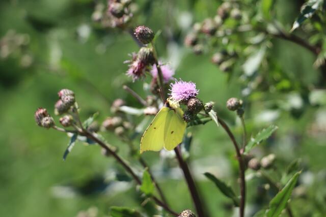 Bienen und Schmetterlinge sind schon da, für Radfahrer wird das neue Teilstück am 11. Juli geöffnet. | Foto: Edith Ertl