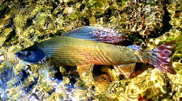 Die heimische Äsche kehrt wieder in unsere Flüsse zurück. | Foto: Fürlinger