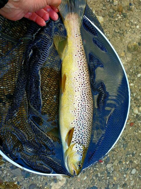 Heimische Bachforelle. | Foto: Fürlinger