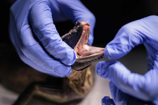 Als Jugendlicher hatte Jeff 200 bis 300 exotische Tiere und Reptilien als Haustiere.  | Foto: Jeff Schreiner