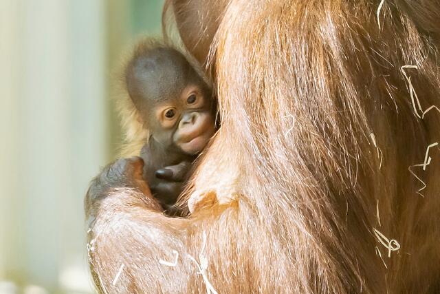 20 Jahren gab es keinen Nachwuchs mehr bei den Orang-Utans im Tiergarten Schönbrunn. In freier Wildbahn stehen sie kurz vor der Ausrottung. | Foto: Daniel Zupanc