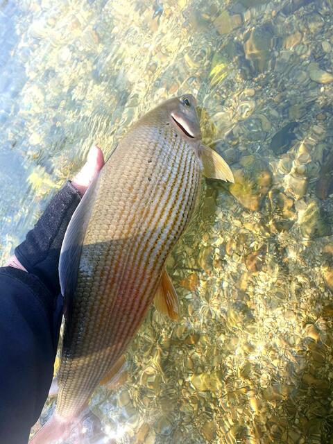 Heimische Äsche. | Foto: Fürlinger