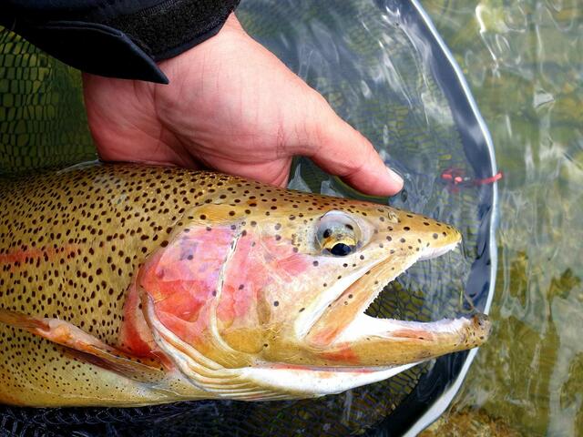 Regenbogenforelle. | Foto: Fürlinger