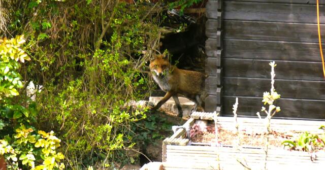 Die Fuchsmutter bleibt stets wachsam. | Foto: Morell
