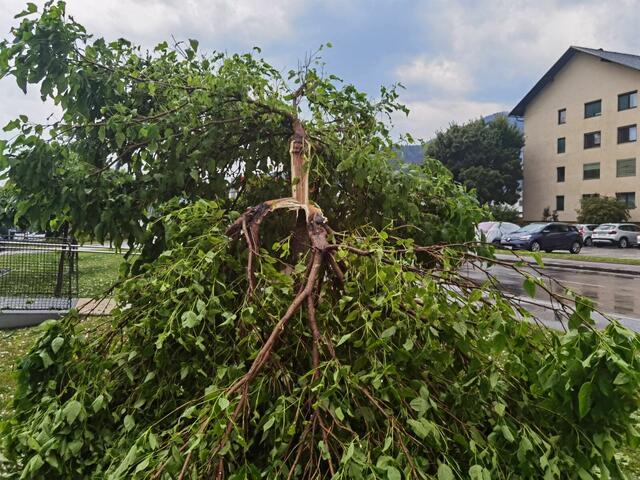 Unwetter bzw. Hagel zerstörten sogar Bäume. | Foto: FF Deutschfeistritz