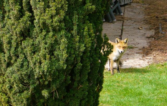 Der Garten von Familie Morell ist das Revier einer Fuchsfamilie. | Foto: Morell
