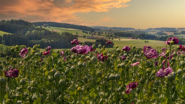 Eine traumhafte Aufnahme aus Taiskirchen. | Foto: Regina Winkler