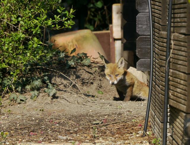 Der Fuchsbau befindet sich unter der Gartenhütte. | Foto: Morell
