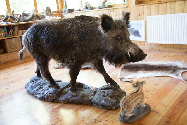 Ein ausgestopftes Wildschwein, damit die Kinder die Tiere auch in der Natur erkennen können. | Foto: Michael Ellenbogen