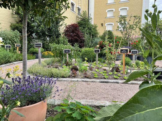 Neben Kräuter finden sich im Garten auch Gemüse und Salat.