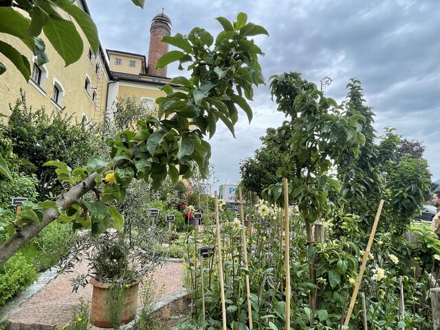 Der Garten vor der Stiegl-Brauerei wird gehegt und gepflegt.