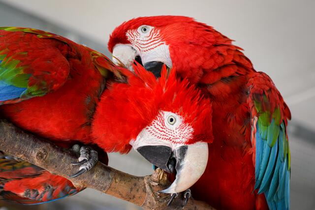 Diese Papageien wohnen im Neunten. | Foto: Arbeitsgemeinschaft Papageienschutz