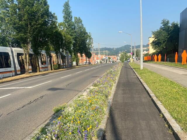 Der Grünstreifen zwischen Rad- und Gehweg entlang der Feuerwache Nord wurde mit insektenfreundlichen Pflanzen gestaltet. | Foto: Werner Münzker