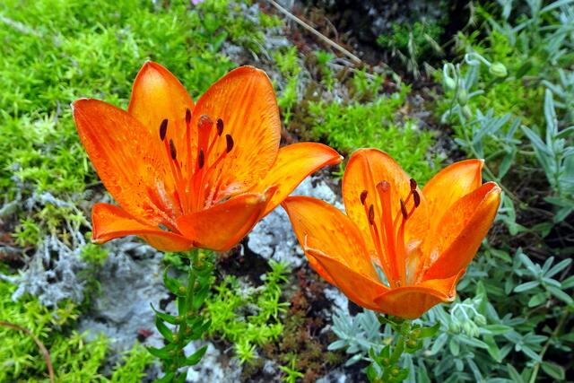 Die Feuerlilie, eine der schönsten Blumen in unserer lebenswerten Heimat!