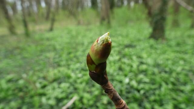 Aus Jungtrieben werden ... | Foto: ©  Silvia Plischek