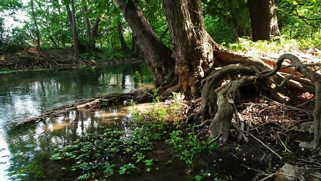 Die direkte Verbindung zu Mutter Erde, die mächtigen Wurzeln. ... | Foto: ©  Silvia Plischek