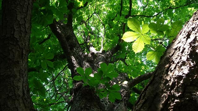 Foto: ©  Silvia Plischek