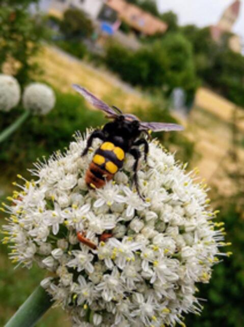 Die gelben Flecken auf dem Hinterleib sowie die leicht rötlichen Borsten sind Kennzeichen der Rotstirnigen Dolchwespe.  | Foto: naturbeobachtung.at/Rita Rehrmbacher
