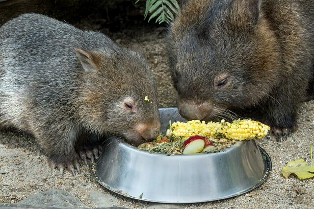 Wombats bei der Nahrungsaufnahme.  | Foto: David Clode/Unsplash