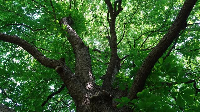 Foto: ©  Silvia Plischek