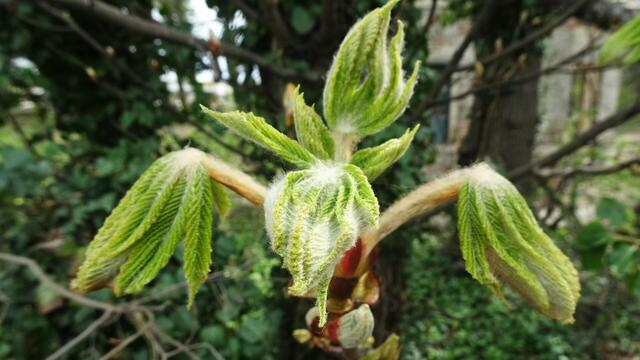 ... im Laufe der Zeit ... | Foto: ©  Silvia Plischek