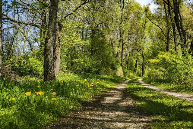 Im Unterschied zum „normalen“ Waldspaziergang wird beim Waldbaden mit allen Sinnen in den Wald eingetaucht. | Foto: OÖG