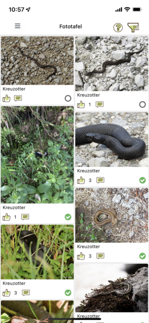 Unser App-Tipp der Woche "Naturbeobachtung.at" ist die App des Naturschutzbundes zur Beobachtung von Österreichs Fauna und Flora. Mit der App wird man Teil des Citizen Science-Projekts. | Foto: Screenshot