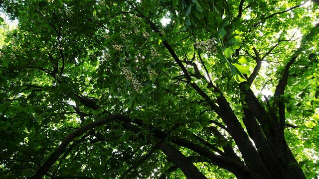 Aus den Blüten werden Früchte, die Rosskastanien. Für Nachwuchs ist gesorgt. ;-) ... | Foto: ©  Silvia Plischek