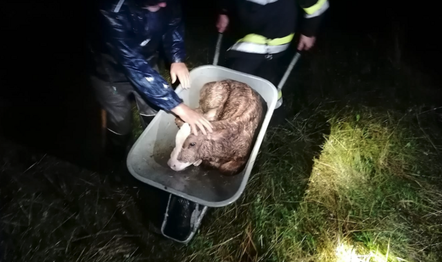 Fünf Kameraden der Freiwilligen Feuerwehr Berndorf rückten aus, um ein gerade zur Welt gekommenes Kalb in den Stall zu bringen.  | Foto: FF Berndorf