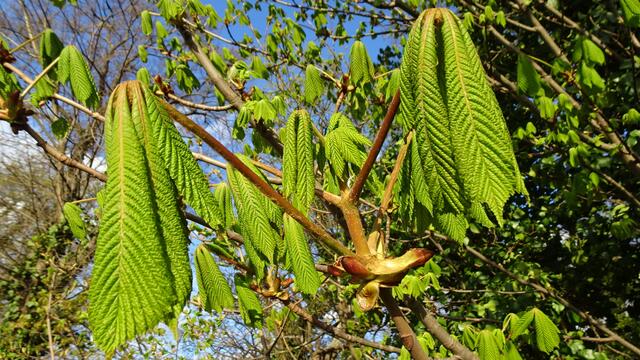 Foto: ©  Silvia Plischek