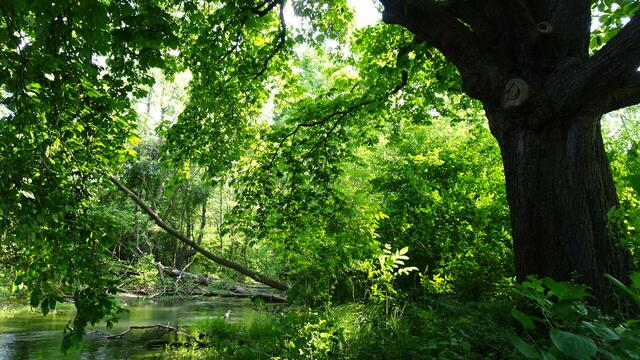An diesem geheimen Ort ist die Natur noch unberührt. | Foto: ©  Silvia Plischek