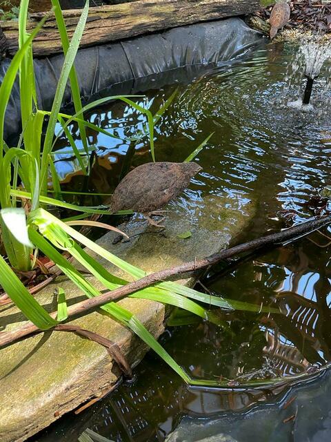 Foto: Naturpark Geschriebenstein