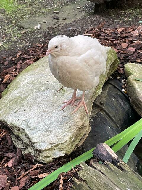 Foto: Naturpark Geschriebenstein