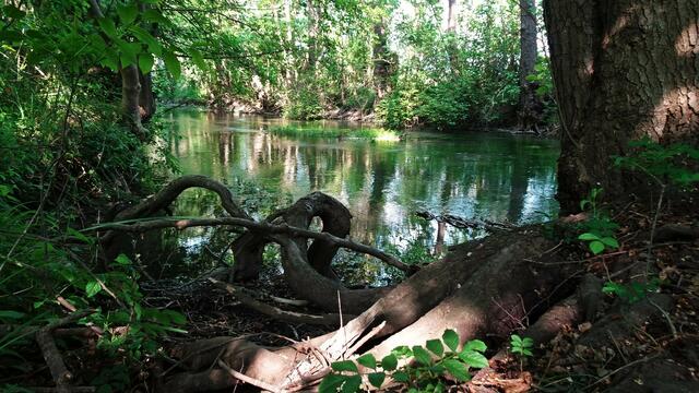 Mit den starken Wurzeln sind die riesigen Rosskastanienbäume am Flussufer fest verankert. | Foto: ©  Silvia Plischek