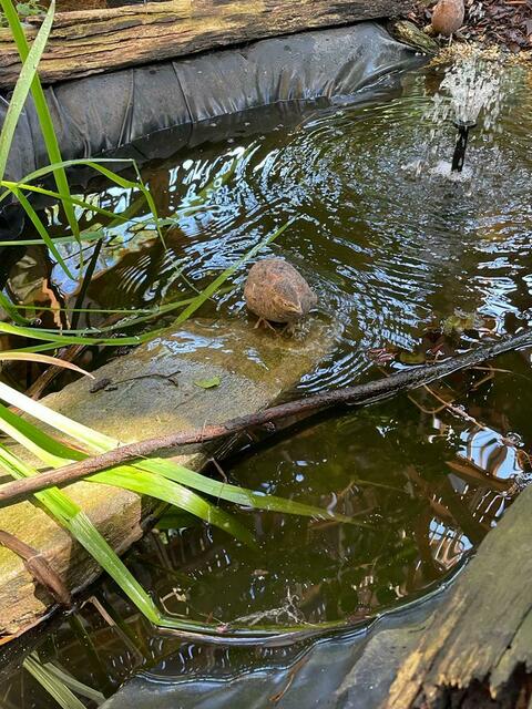 Foto: Naturpark Geschriebenstein