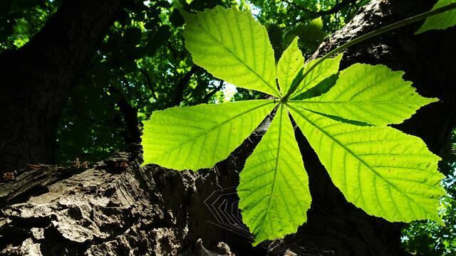 Wunder der Natur: Vom Spross zum 150-jährigen, imposanten Baumriesen. ... Mutter Erde und die Kraft der Natur machen's möglich! ...
  | Foto: ©  Silvia Plischek