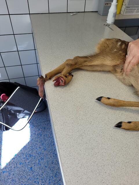 Das verletzte Reh in der Tierklinik Cumberland.
