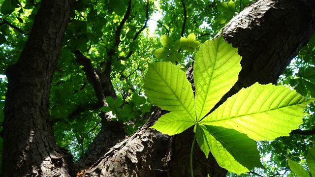 ... riesige Rosskastanienbäume! ... | Foto: ©  Silvia Plischek