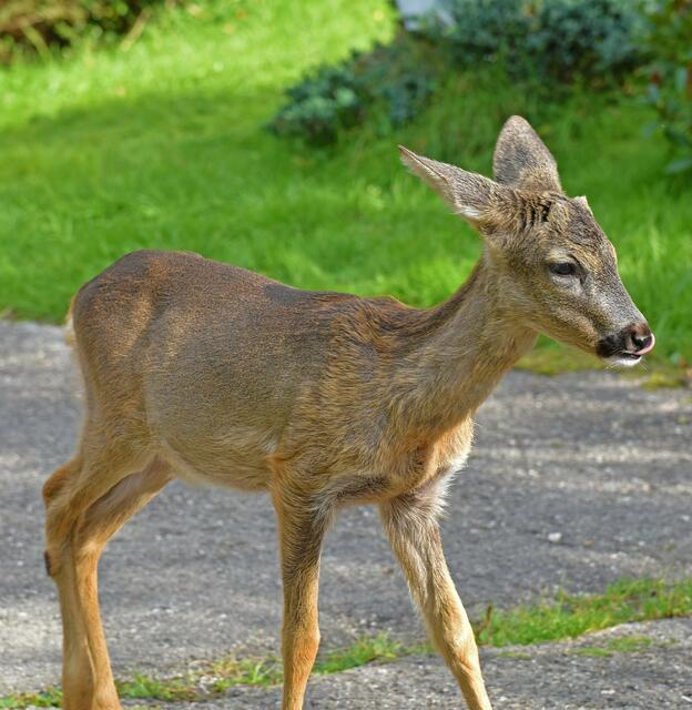 Ein sechs Kilo schweres Reh musste fünf Tage schwer verletzt auf Hilfe warten.